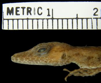 Media type: image; Herpetology R-154124